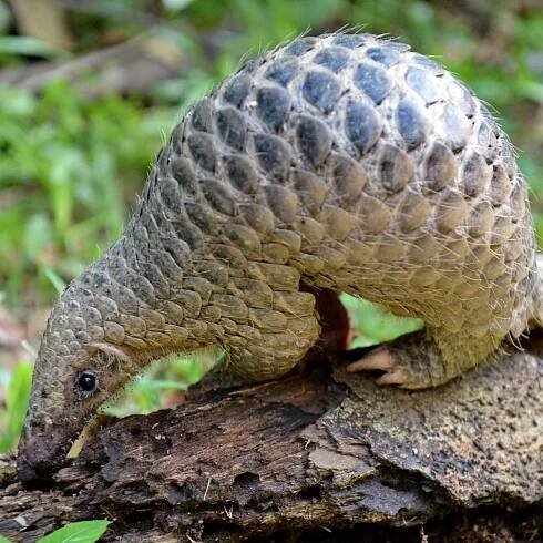 Endangered pangolins for sale on Facebook amid potential link to coronavirus
