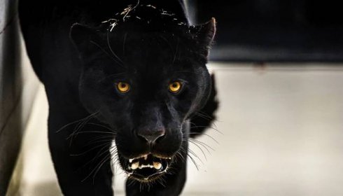 Zlínská zoo získala nového samce jaguára