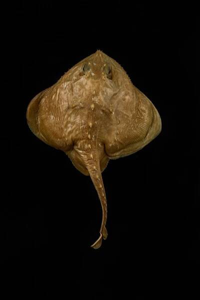Thorny skates come in snack and party sizes. After a century of guessing, scientists now know why – Research News