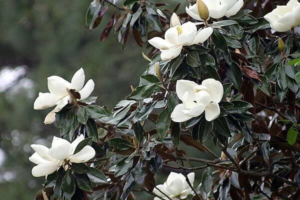 Magnificent Magnolia