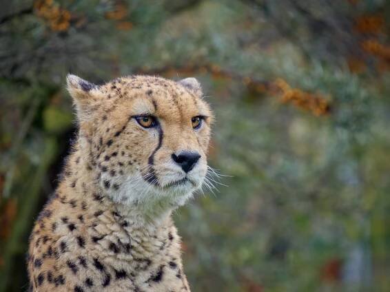 Gepard