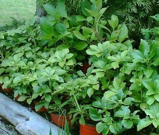 Pachysandra