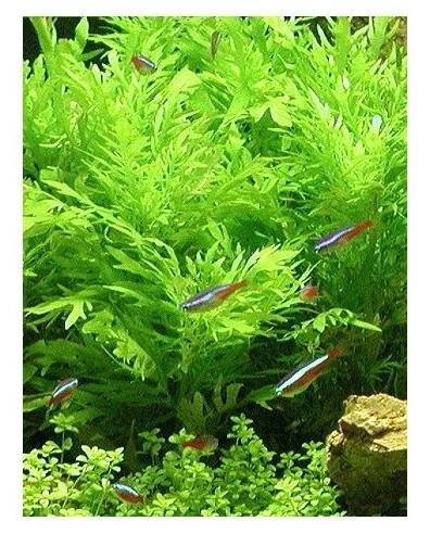 Hygrophila difformis