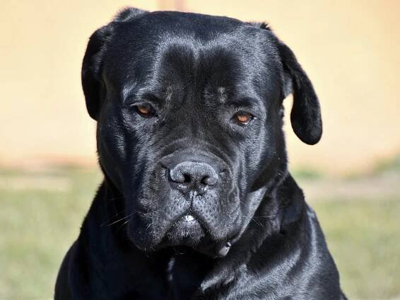Cane Corso - HAFCO