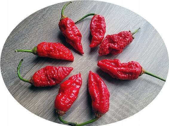 BBG7 Armagedon semena pálivá chilli paprička na zahradu květináče na balkon Značka pali2razy