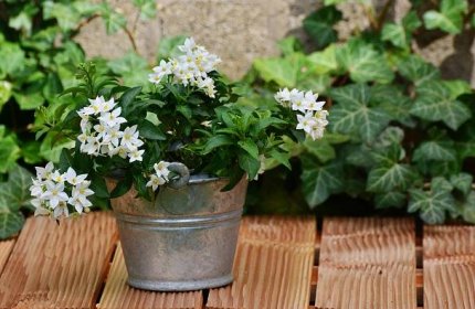 Jasmín: aromatický „evergreen“ na vaší zahradě i doma