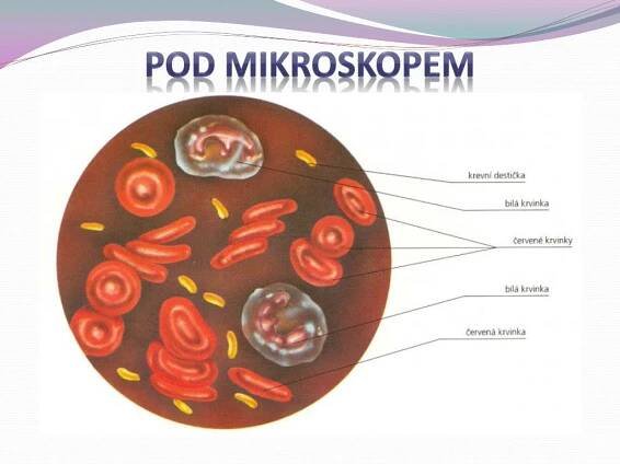 PPT - Oběhová soustava PowerPoint Presentation, free download - ID:3534594