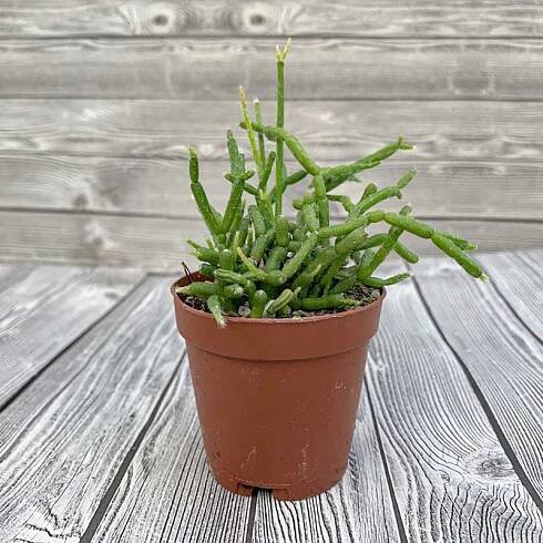 Plant Gallery • Telly's Greenhouse