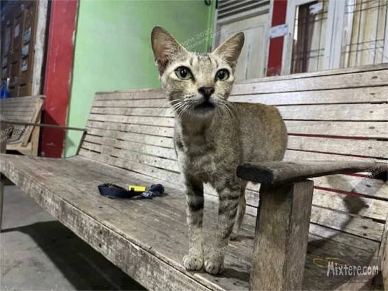 Asian cat aceh