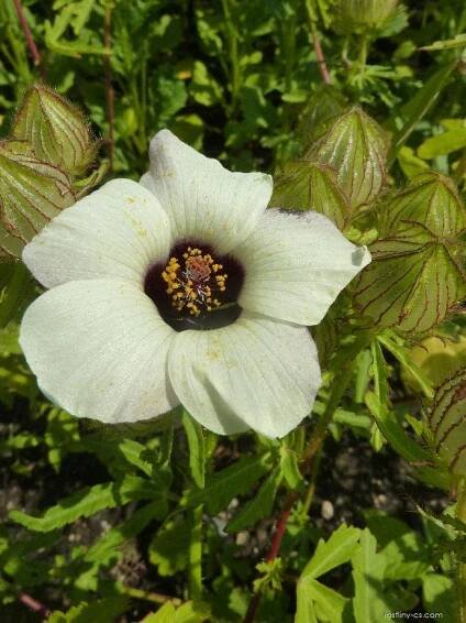 Ibišek trojdílný (Hibiscus trionum)