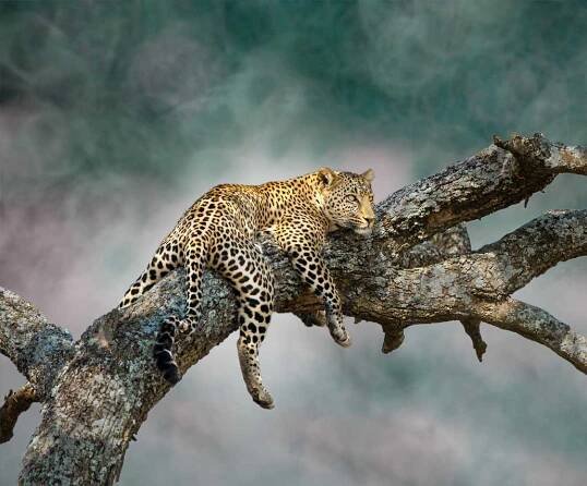 leopard