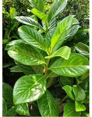 Bobkovišeň lékařská - Prunus laurocerasus NOVITA, C 2 l