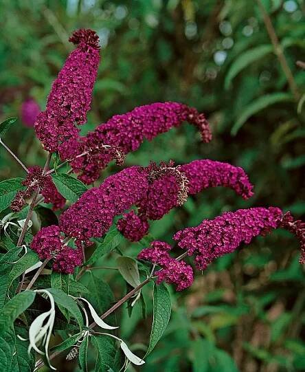 Motýlí keř - Komule Davidova (Buddleja Davidii) 'Royal red'
