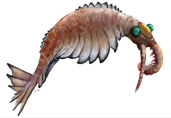 Figure 8. Artistic reconstruction of Anomalocaris canadensis. Image extracted from Wikimedia Com- mons (PaleoEquii, 2019). 