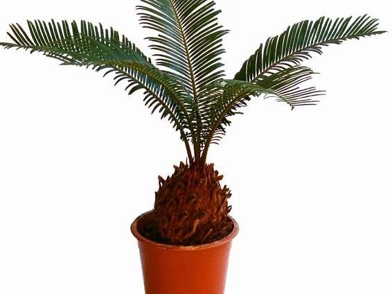 Sago Palm Bonsai – Caring For Bonsai Sago Palms