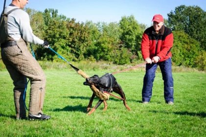 06 – dogtrainer – Výchova a výcvik psov