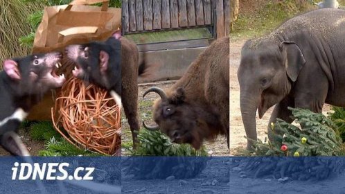 Zvířata v pražské zoo nadchly vánoční dárky - iDNES.tv