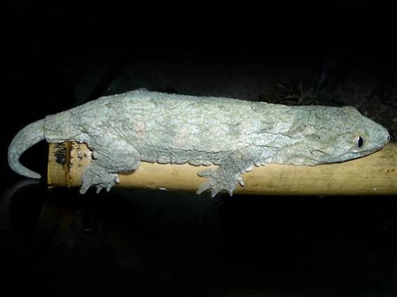 Rhacodactylus – Wikipedie