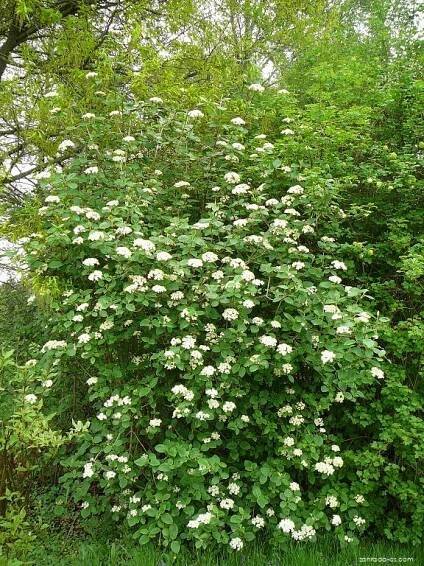 Kalina tušalaj (Viburnum lantana)