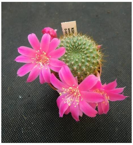 Rebutia violaciflora
