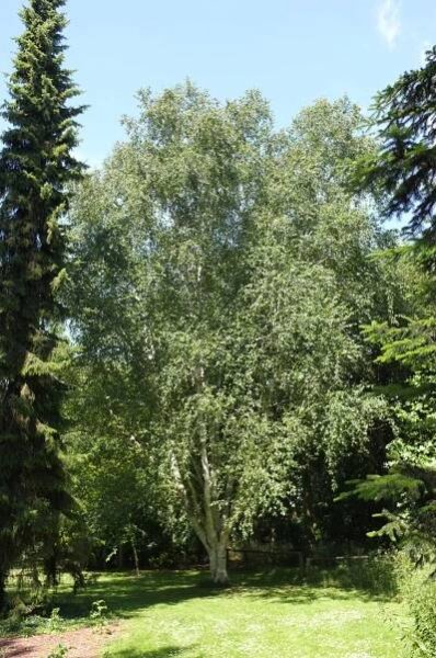 Betula utilis B jacquemontii