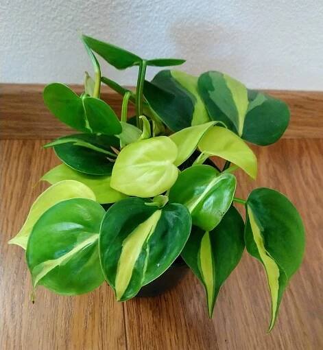 Philodendron Scandens Brasil