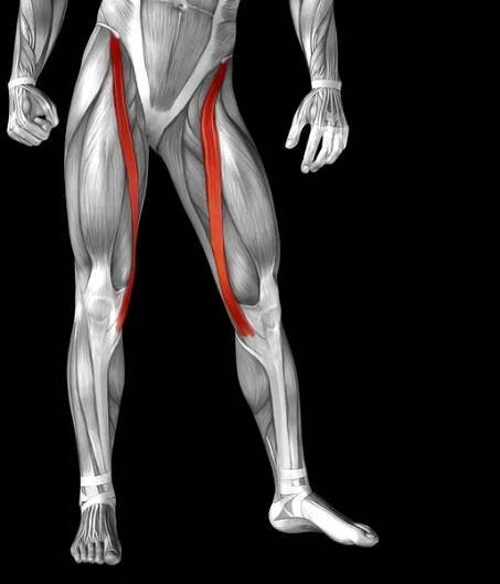Anatomie horní končetiny — Stock obrázek