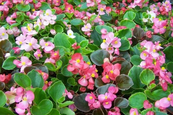 Begonia semperflorens - voskovka