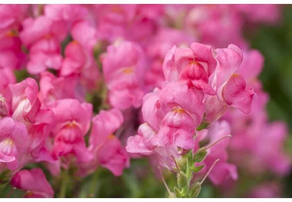 Hledík větší (Antirrhinum majus), pr. 14 cm