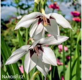 Acidanthera bicolor - Paví orchidej - Narcisy.cz