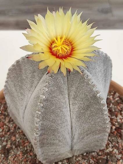 Astrophytum - Strana: 2 - Kaktusové fórum KKP