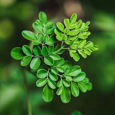 moringa-leaf-1653462639766__PID:99780630-90b2-4b47-b8f9-36f82f4bd6fa
