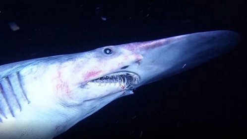 Žralok šotek má výrazný rypec.