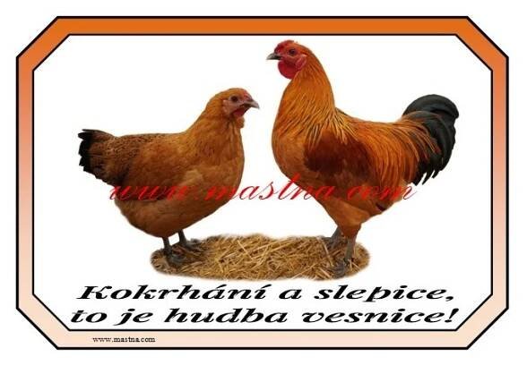 Cedulka drůbež slepice, kohout, šumavanka, šumavská 2