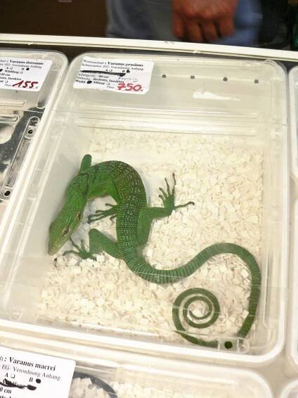 Smaragd-Waran (Varanus prasinus), angeboten auf einer Reptilienbörse