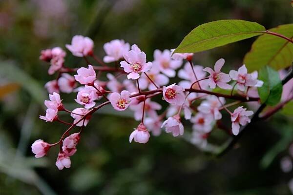 Střemcha obecná Colorata (Prunus padus)