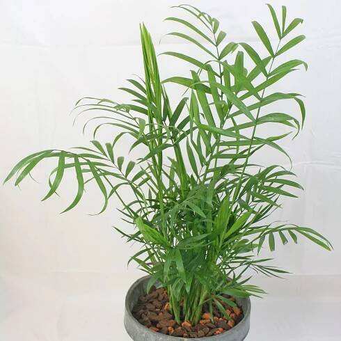 Bergpalme