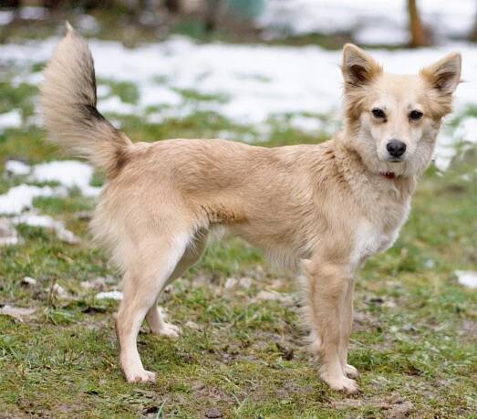 SHEELA - drobná, elegantní a sportovně nadaná kráska:-) - ADOPTOVANÁ - Home4Pets