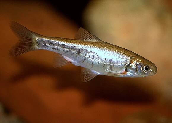Guppy 31