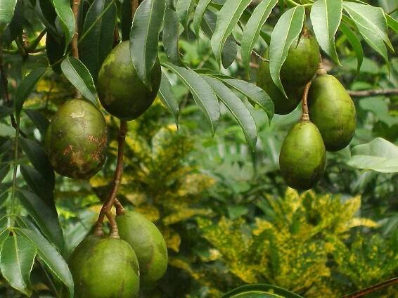 How To Grow Ambarella Fruit Trees?