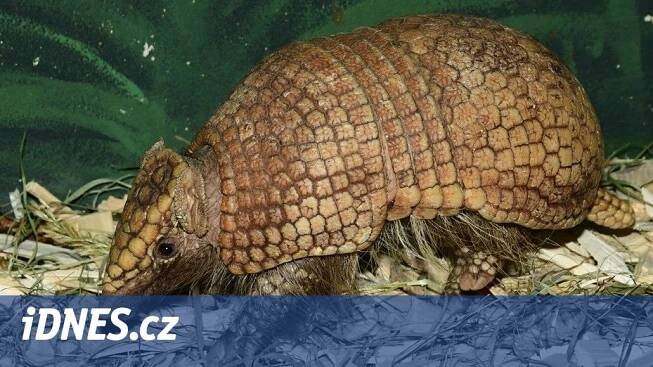 Olomoucká zoo má podivuhodné pásovce kulovité, pokusí se o odchov mláďat - iDNES.cz