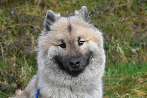 Pes, Zvíře, Psí, Savec, Samice Eurasier