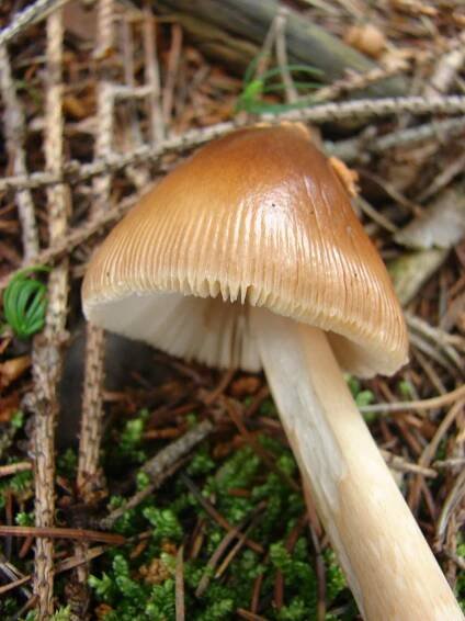 Amanita fulva - muchomůrka ryšavá