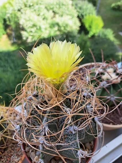 Astrophytum - Kaktusové fórum KKP