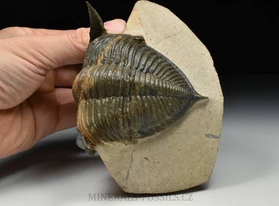 veliký trilobit Zlichovaspis cf. rugosa | minerals-fossils.cz