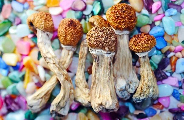 Study shows psilocybin from 'magic mushrooms' delays aging and significantly extends lifespan
