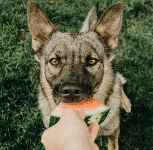 dog-eating-watermelon-B6C67V7