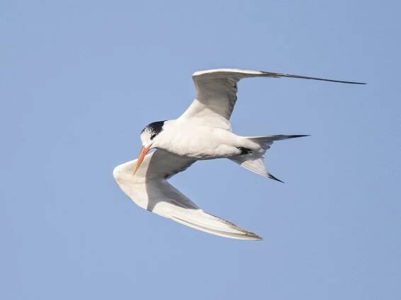 Elegant Tern - Thalasseus elegans - Birds of the World