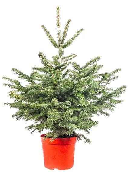 Jedle kavkazská, Abies nordmanniana, kontejnerovaná skladem