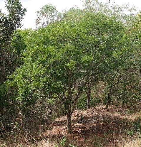 Cassia brewsteri